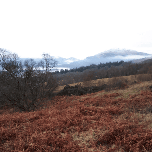 A view of trees, heather and hills at Cove Park.